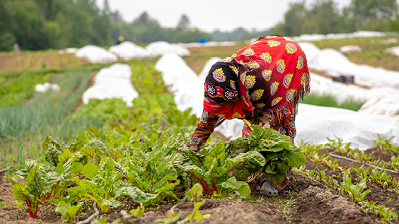 Cultivating Community- woman gardening 