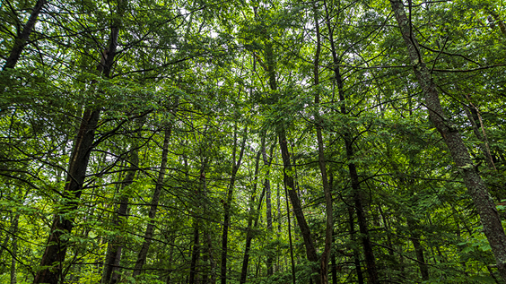 View of the Maine Woods