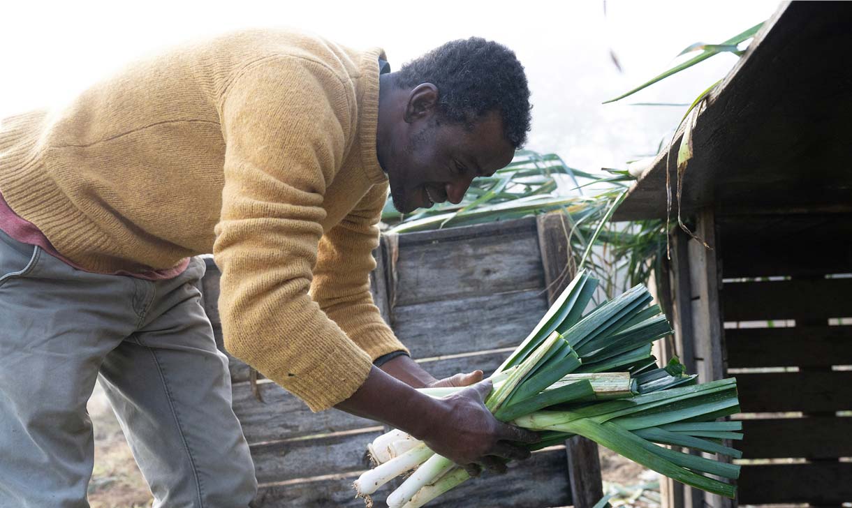 young man harvesting leeks