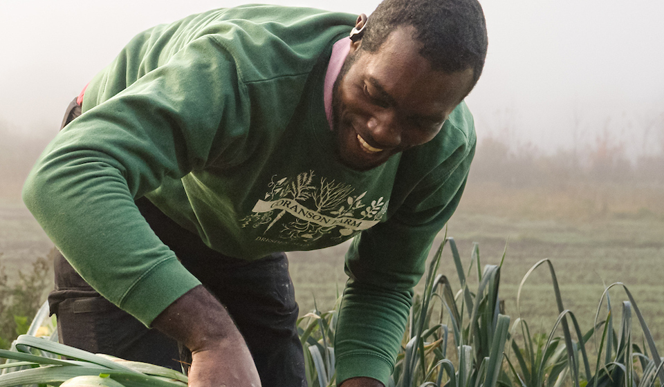 Man harvesting fresh vegetables in a foggy field.